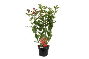 Weigela Red Prince