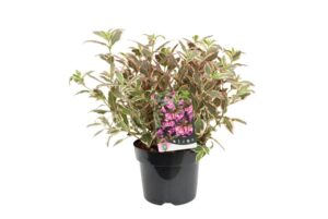 Weigela florida All Summer Monet