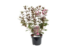 Weigela florida Victoria